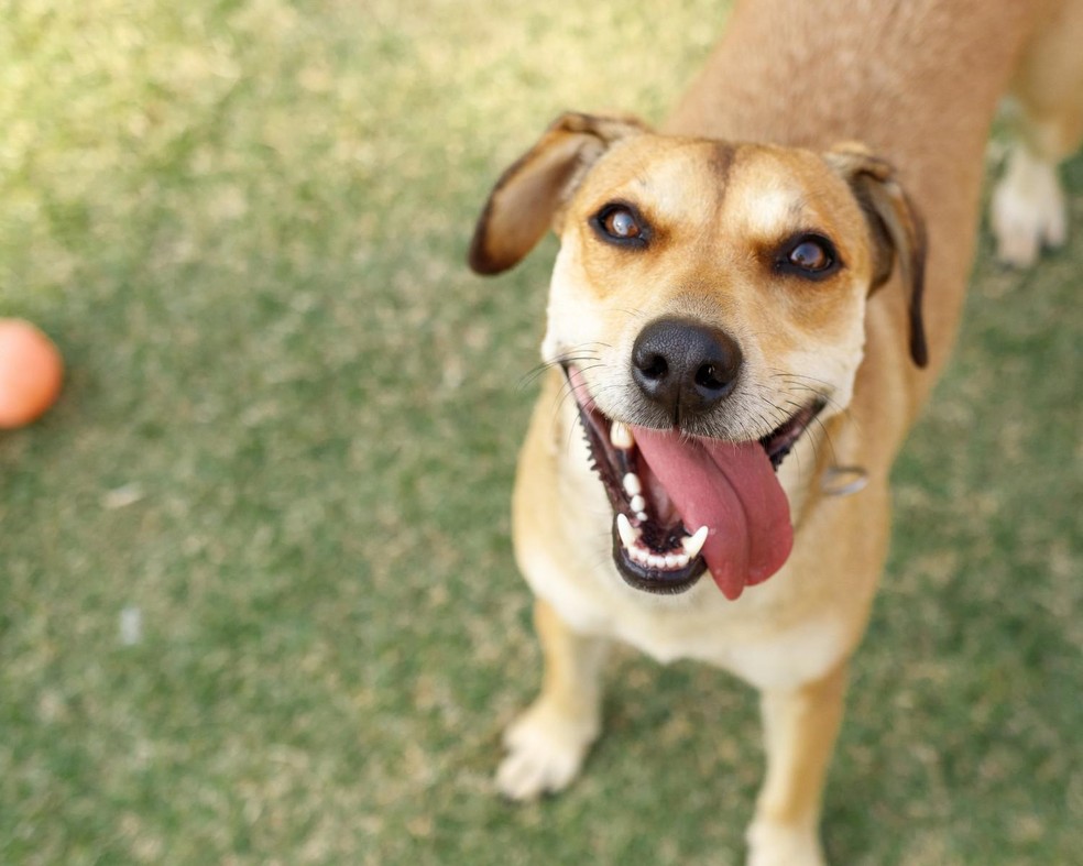 Os cães sem raça definida são popularmente conhecidos como vira-latas — Foto: Canva/ Creative Commons