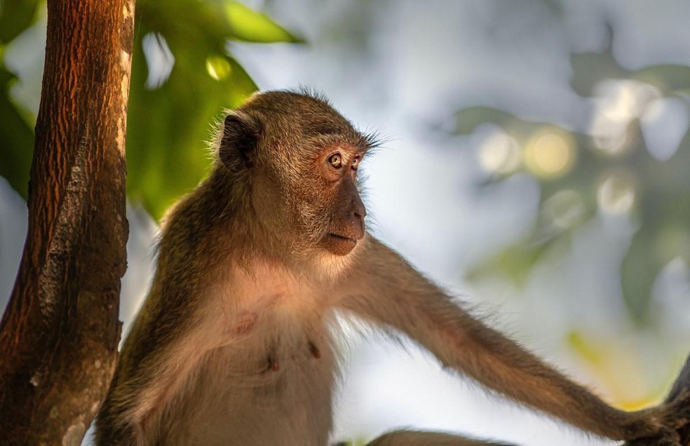 Cinco mitos sobre a varíola dos macacos – DW – 08/06/2022