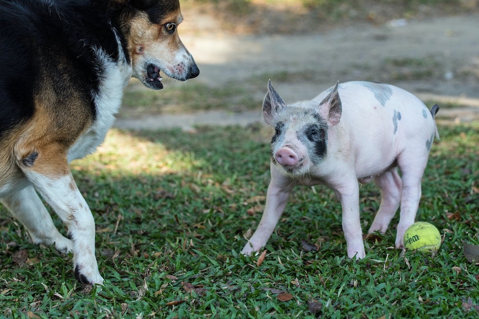 Porcos não conseguem realizar comunicação referencial com humanos como os cães — Foto: David Clode/ Unsplash/ CreativeCommons