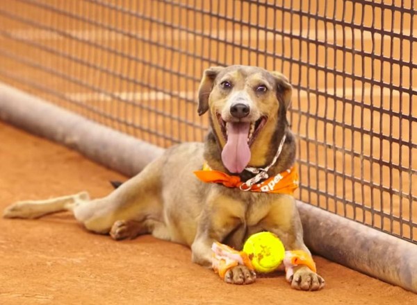 Rio Open 2022: cães abandonados serão gandulas no evento | Comportamento |  Vida de Bicho