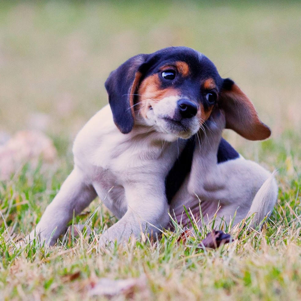 Coceira e lambedura em excesso nos cães são sinais de alerta — Foto: ( Flickr/ Thomas Hawk/ CreativeCommons)