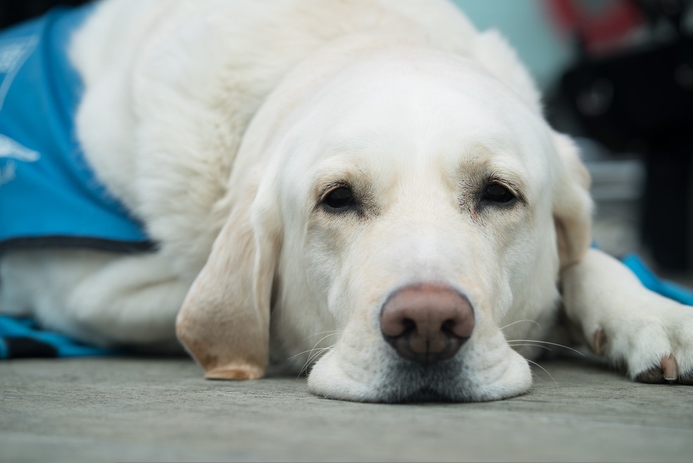 Cães-guia são aceitos em cruzeiros, mas todos os cuidados com o pet são responsabilidade do tutor — Foto: Pixabay/  Amy_Gillard / CreativeCommns