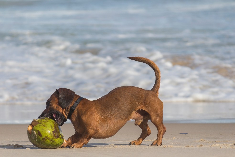 É possível oferecer água de coco para cães, mas ela não deve substituir o consumo de água mineral  — Foto: Pexels/ Bruno Ticianelli/ Creative Commons