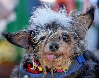 Competição do cachorro mais feio do mundo está com inscrições