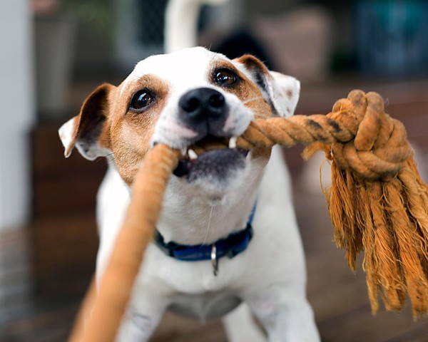 Enriquecimento ambiental – Cão Cidadão