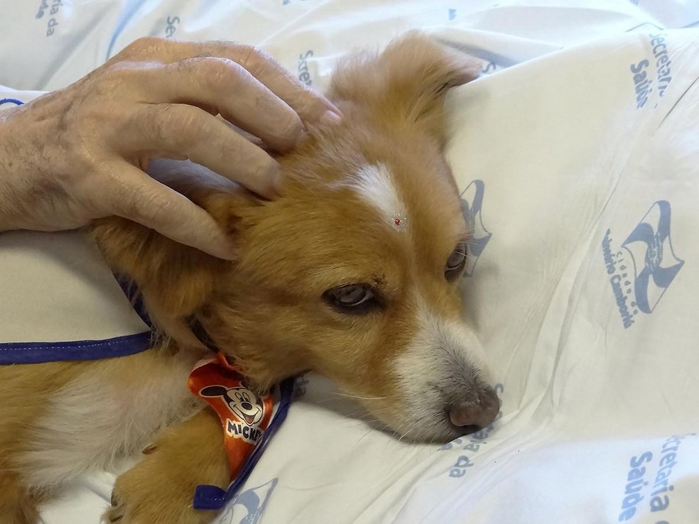 Apenas 10 minutos ao lado de um cachorro podem melhorar o bem-estar do paciente — Foto: ( Flickr/ Prefeitura Balneário Camboriú/ CreativeCommons)