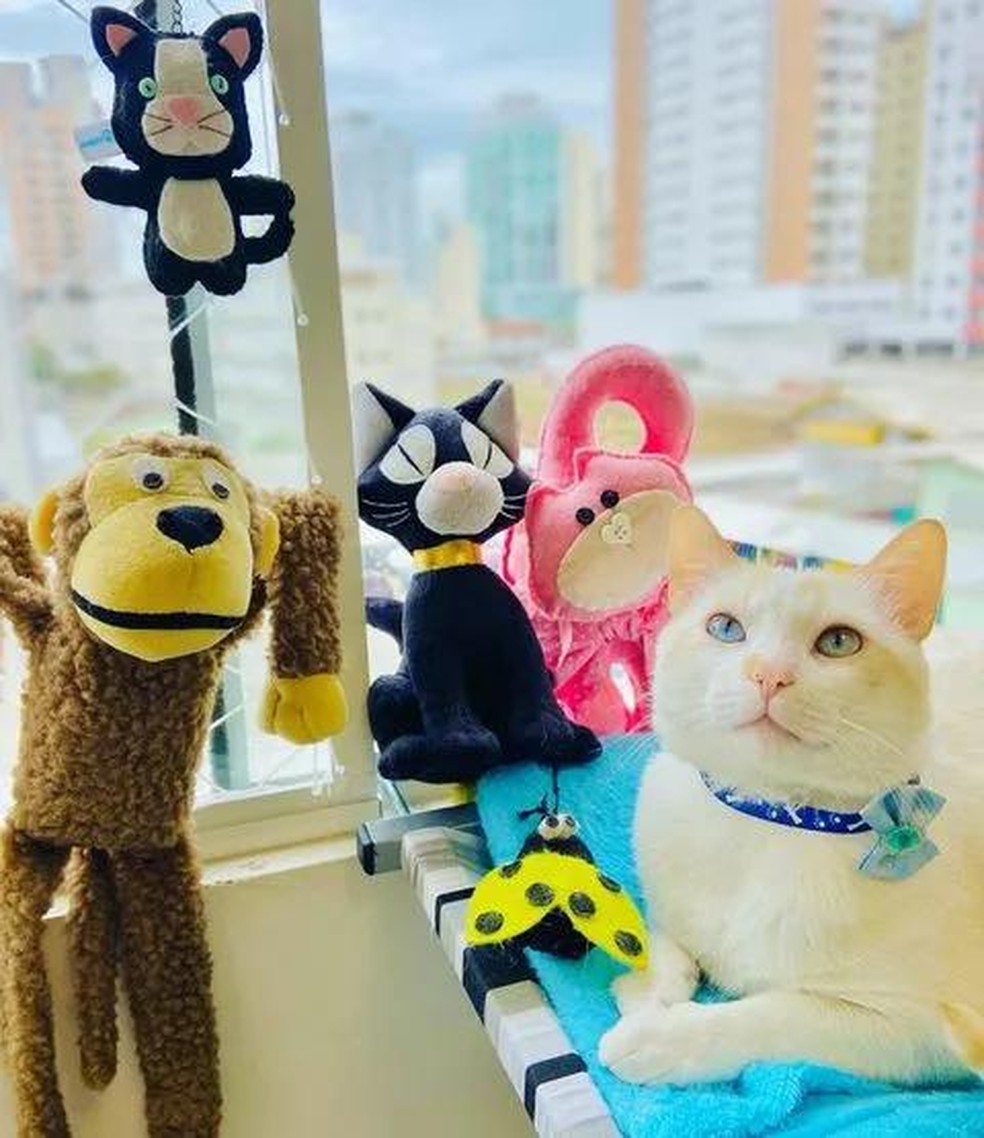 No escritório da PGE, Nico tem um ambiente gatificado, repleto de brinquedos, arranhadores e caminhas para o seu conforto — Foto: ( Instagram/ @nicoestagicat/ Reprodução)