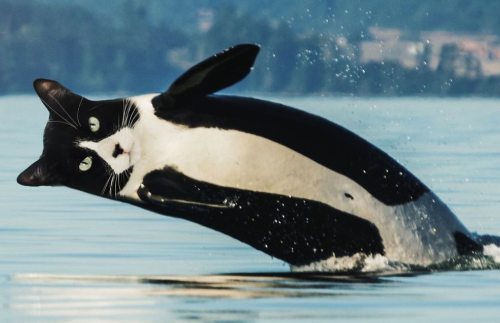 Gato ou baleia? Um pouco dos dois, segundo o artista Martin Bullock — Foto: Martin Bullock/ Divulgação