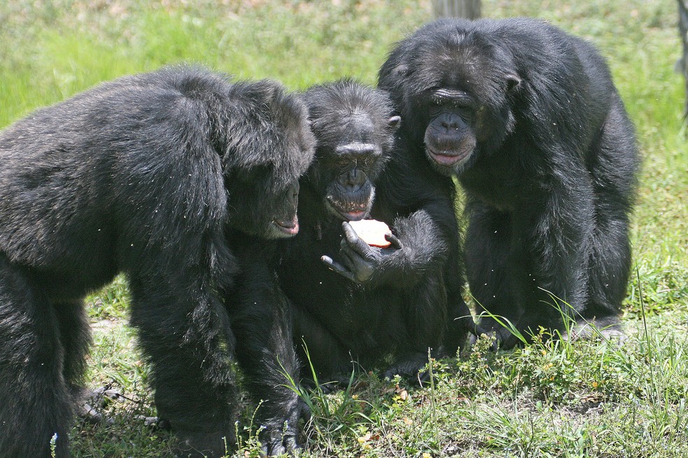 Seres humanos e chimpanzés compartilham 99,4% do material genético — Foto: Wikipedia/ Matthew Hoelscher/ Wikimedia Commons