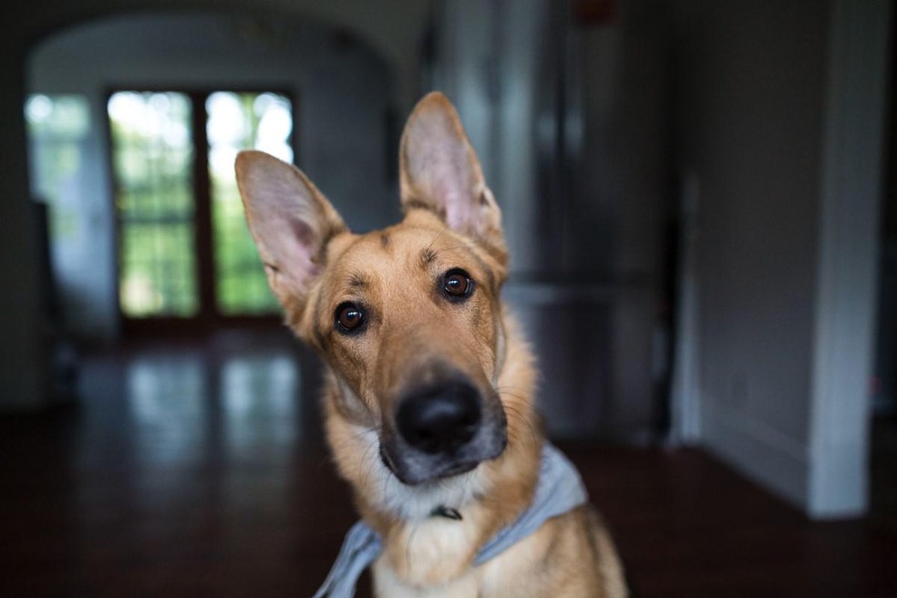 Os cachorros ouvem quatro vezes melhor que os humanos — Foto: ( Pexels/ Kelly L/ CreativeCommons)