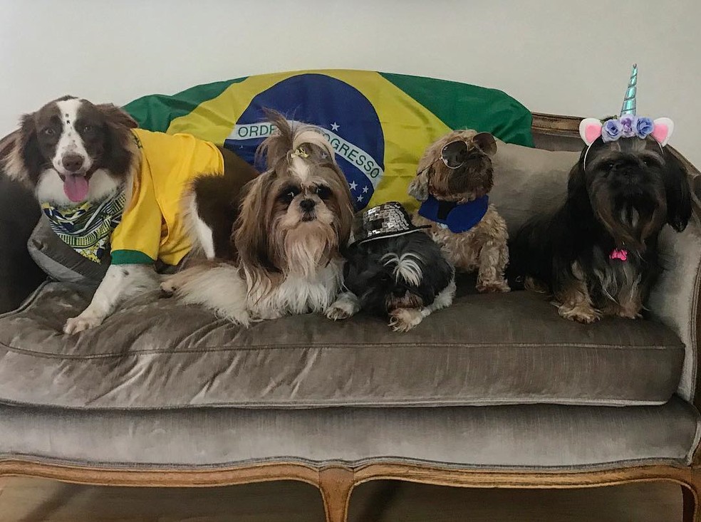 Os cães posam em frente a uma bandeira do Brasil — Foto: Instagram/ @gaia.nix_asdogs/ Reprodução
