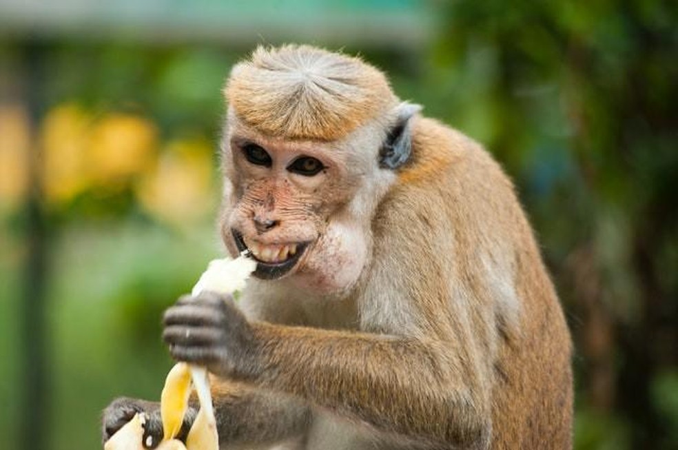 100 melhor ideia de macacos engraçados