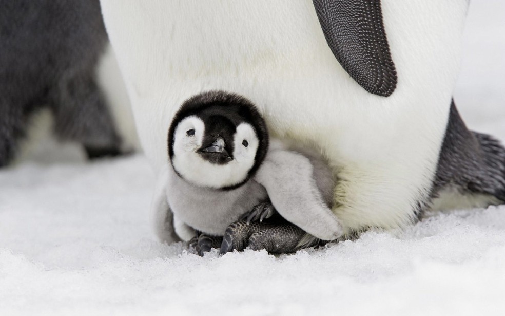 Para que os filhotes de pinguins-imperadores tenham tempo para crescerem mais robustos, o gelo precisa durar entre abril e setembro — Foto: Flickr/ sheilapic76/ CreativeCommons