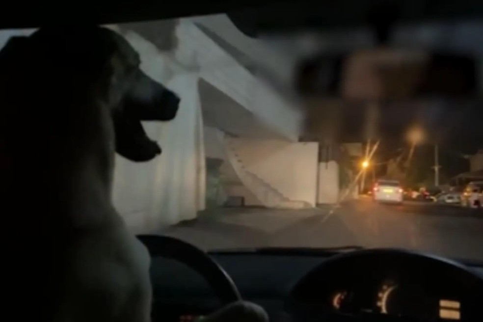 Em Israel, tutor é preso após deixar seu cão assumir o volante — Foto: ( Twitter/ @kann_news/ Reprodução)
