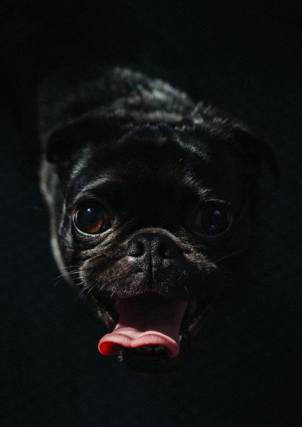 Os cachorros braquicefálicos, como buldogue e pug, têm os olhos voltados mais para frente, com uma amplitude menor do que os pets que têm os olhos mais nas laterais — Foto: ( Pexels/ Charles/ CreativeCommons)