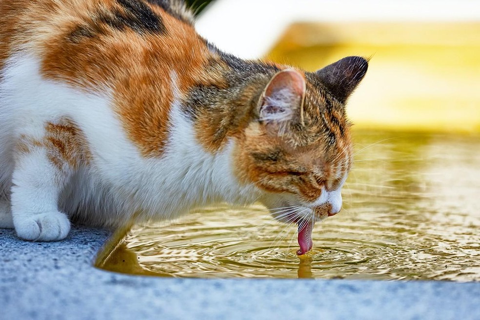 Gatos não sentem o sabor doce e bebem água de uma forma diferente dos cachorros, por exemplo — Foto: ( Unsplash/ Dorothea OLDANI/ CreativeCommons)