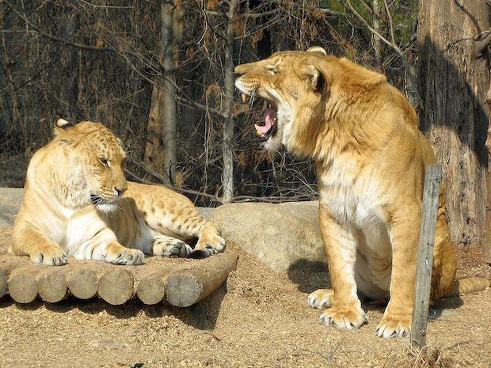 Um casal de ligres, que são animais frutos do cruzamento de um leão macho e uma tigre fêmea — Foto: ( Hkandy/ Wikimedia Commons/ CreativeCommons)