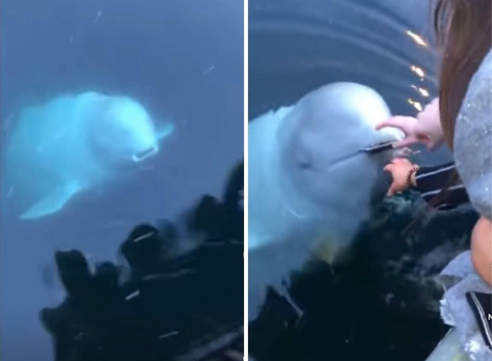 Beluga recupera celular perdido no mar e devolve para turista em barco — Foto: ( TikTok/ @wildanimaal/ Reprodução)
