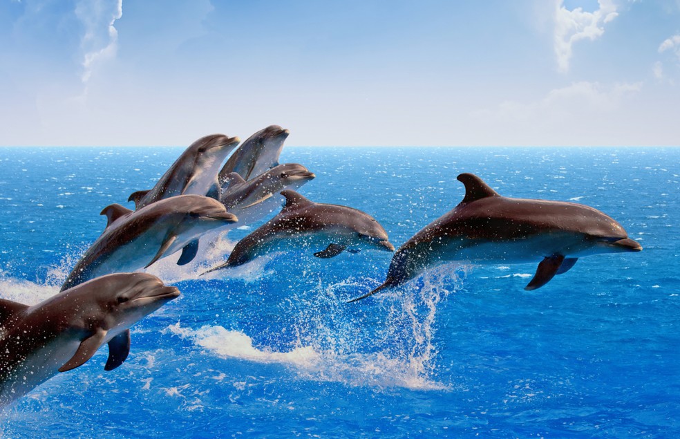 Os golfinhos apresentam respiração pulmonar e geram seus filhotes, características de seus ancestrais terrestres — Foto: Canva/ CreativeCommons