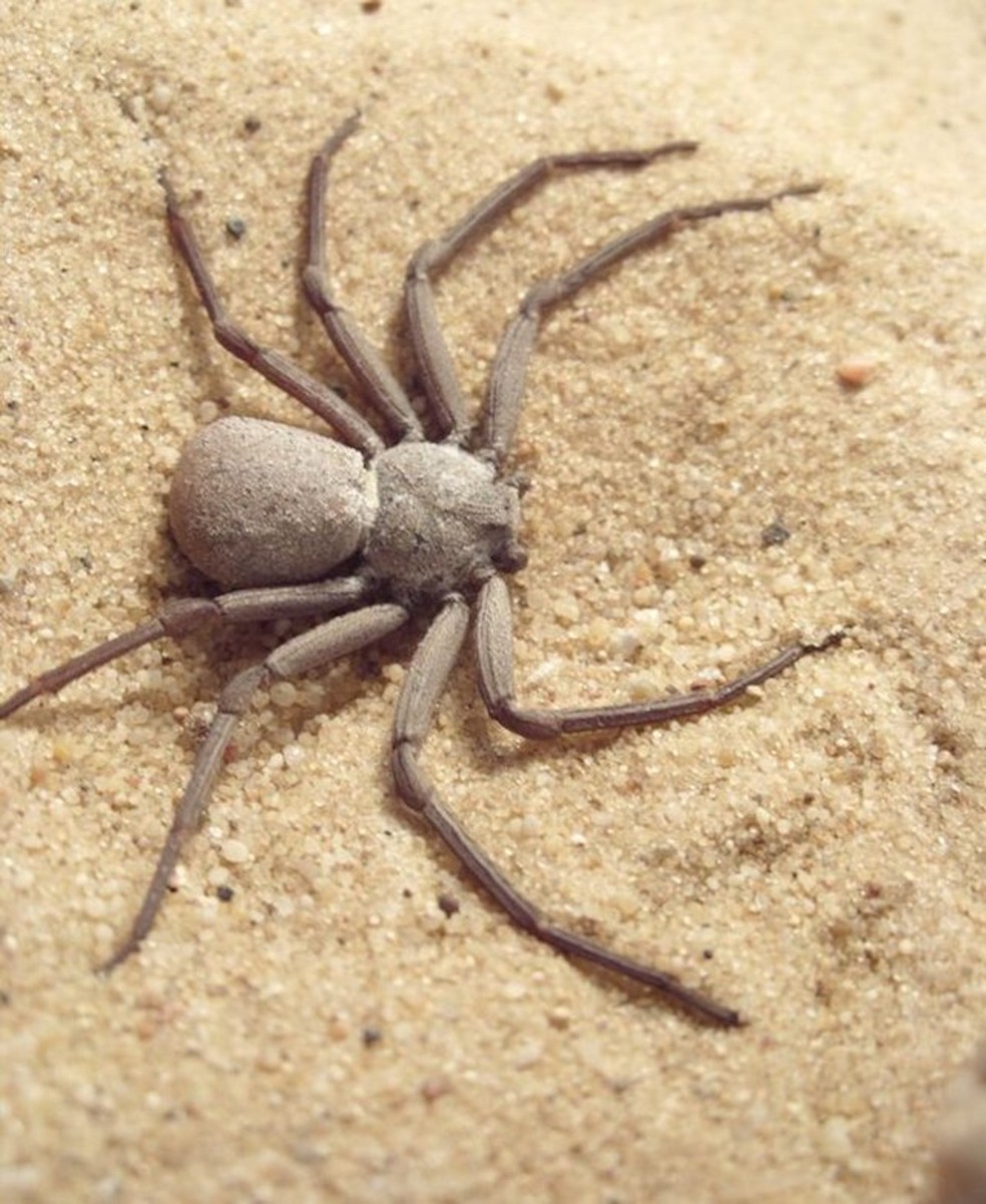 Aranha do deserto - Sicarius — Foto: Beliar spider/ Wikimedia Commons/ Creative Commons
