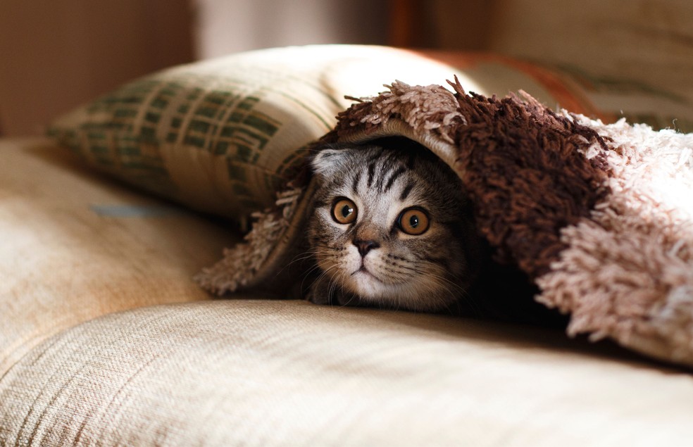 O gato pode tentar se esconder dos novos tutores no início, até que consiga confiar neles — Foto: Canva/ CreativeCommons