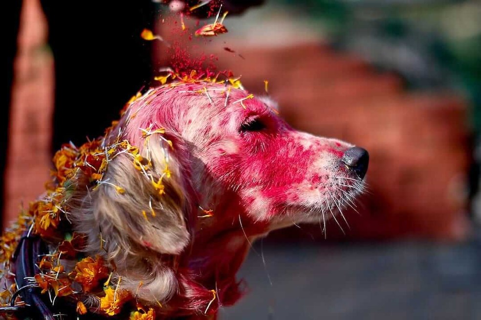 Durante o segundo dia de festival, cães recebem o pigmento hindu "tika" no focinho e colares de flores, além de muitos petiscos — Foto: Twitter/ @teffpalacioss/ Reprodução
