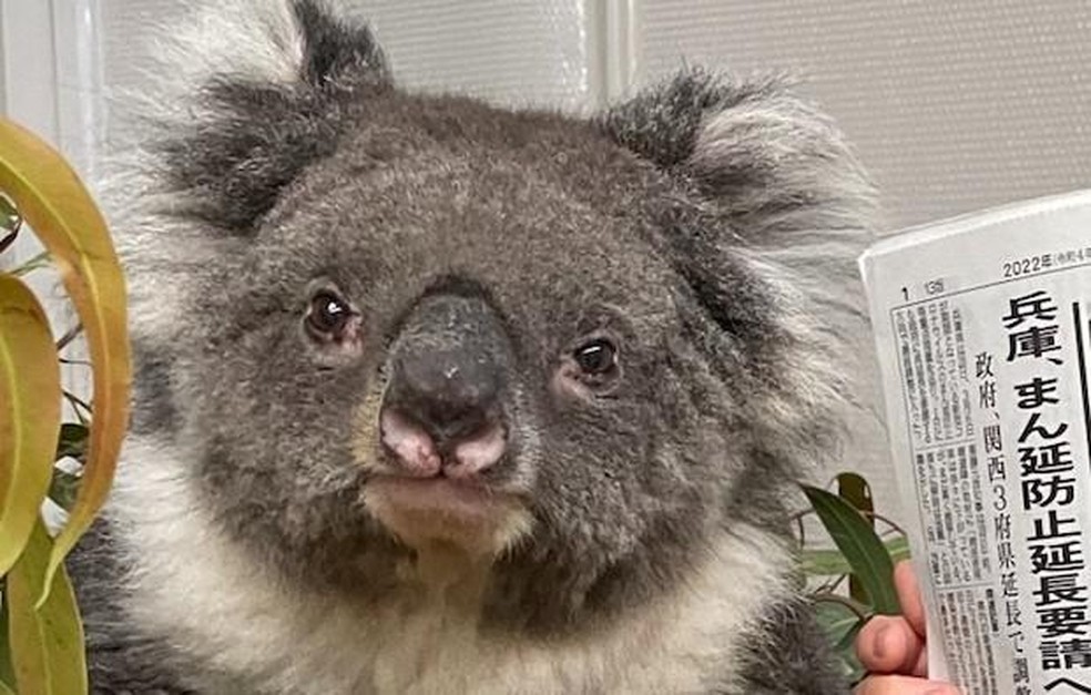 O coala mais antigo tem, no mínimo, 25 anos — Foto: ( GWR/ Reprodução)