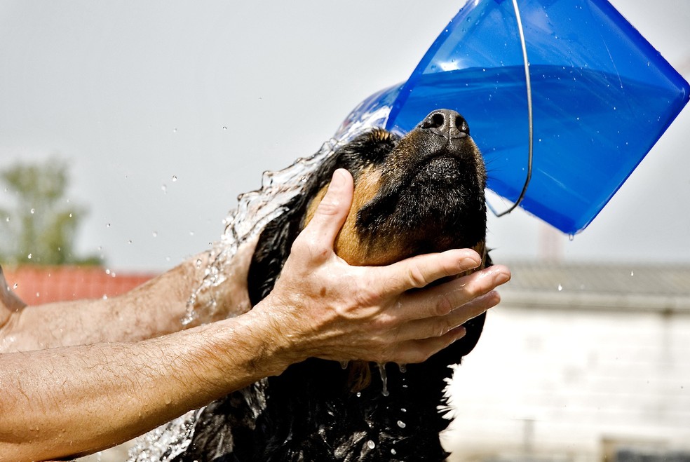 Em caso de emergência, tutores devem limpar o pet com água ou dar banho a seco, por exemplo — Foto: Pixabay/ mar_qs/ Creative Commons