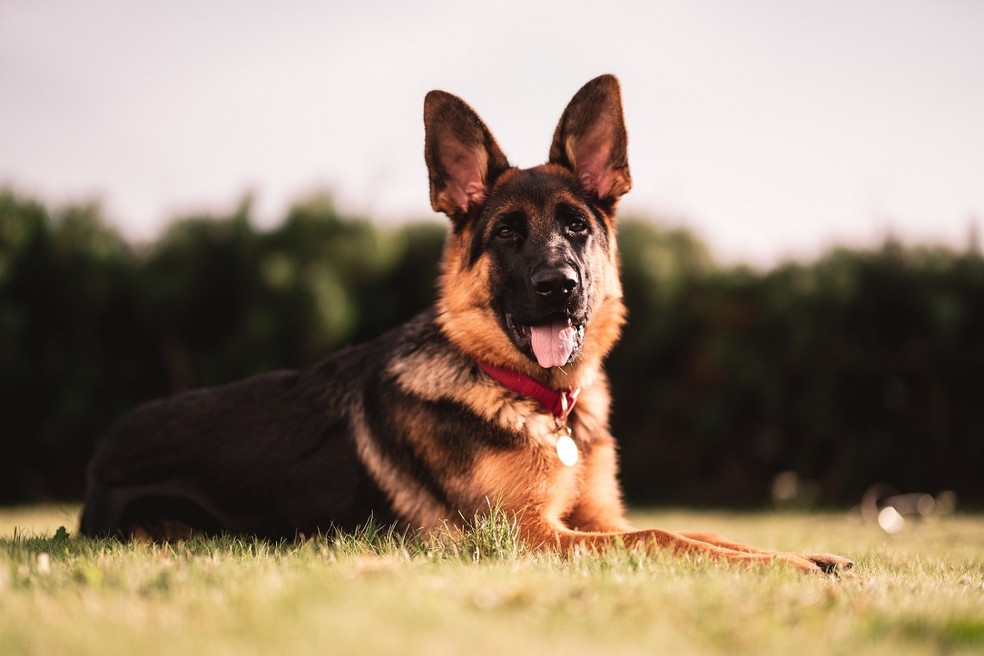 Cachorros de porte grande podem ter uma doença congênita que afeta o quadril e, por isso, podem desenvolver artrose nessa região — Foto: Unsplash/ Creative Commons