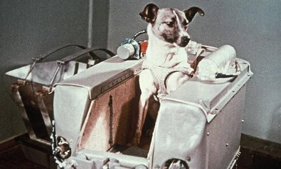 Laika foi o primeiro animal a orbitar a Terra — Foto: ( Wikimedia Commons/ CreativeCommons)