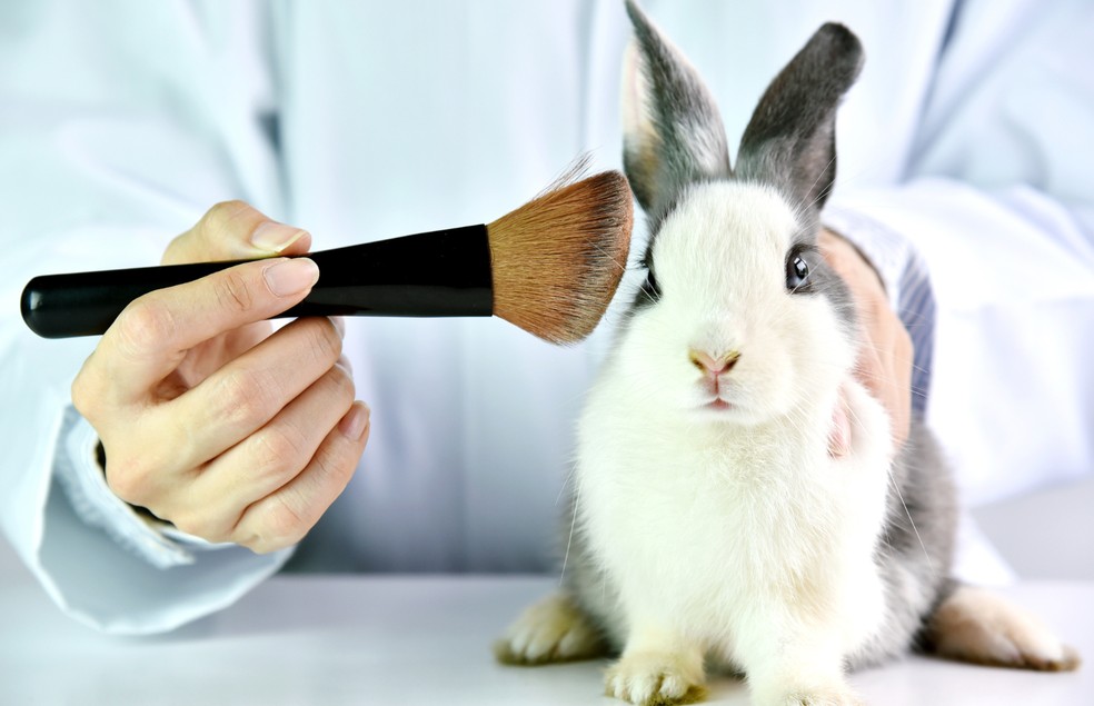 Coelhos e roedores são comumente usados em testes de produtos de beleza — Foto: Canva/ Creative Commoms