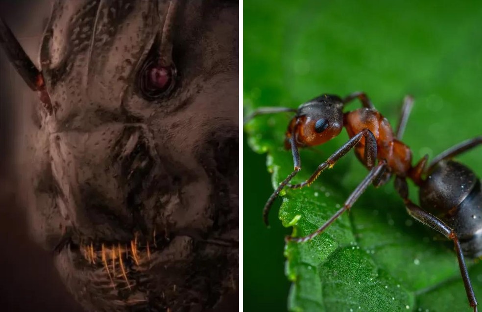 Veja o assustador rosto das formigas em foto cheia de detalhes - Olhar  Digital