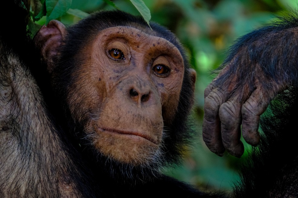 Chimpanzé-comum – Pan troglodytes — Foto: Francesco Ungaro/ Unsplash/ Creative Commons