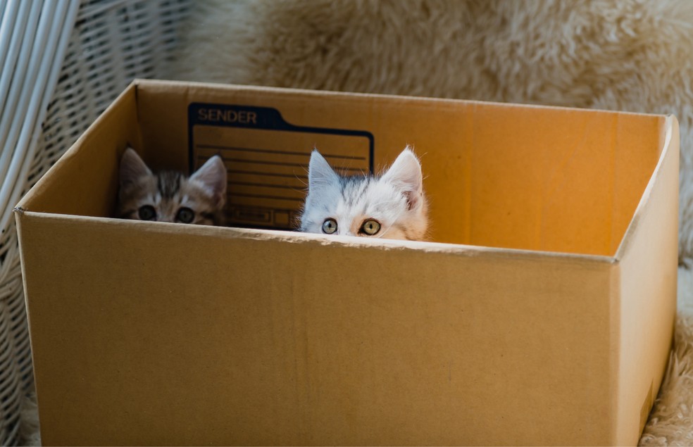 Caixas de papelão ou caminhas em forma de toca são um refúgio para quando o gato precisa se sentir seguro — Foto: Canva/ CreativeCommons
