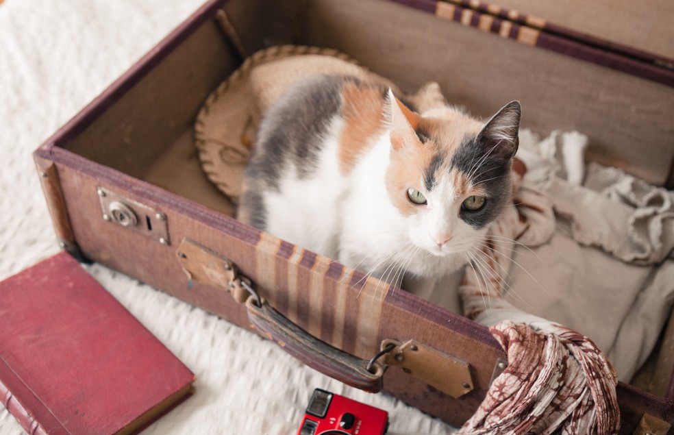 Os gatos são animais territorialistas, por isso, não é indicado viajar com eles — Foto: Canva/ CreativeCommons