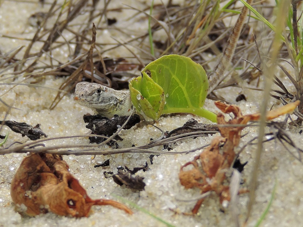 Lagartinho-branco-da-areia – Liolaemus lutzae — Foto: Miguel Relvas Ugalde/ Wikimedia Commons/ Creative Commons