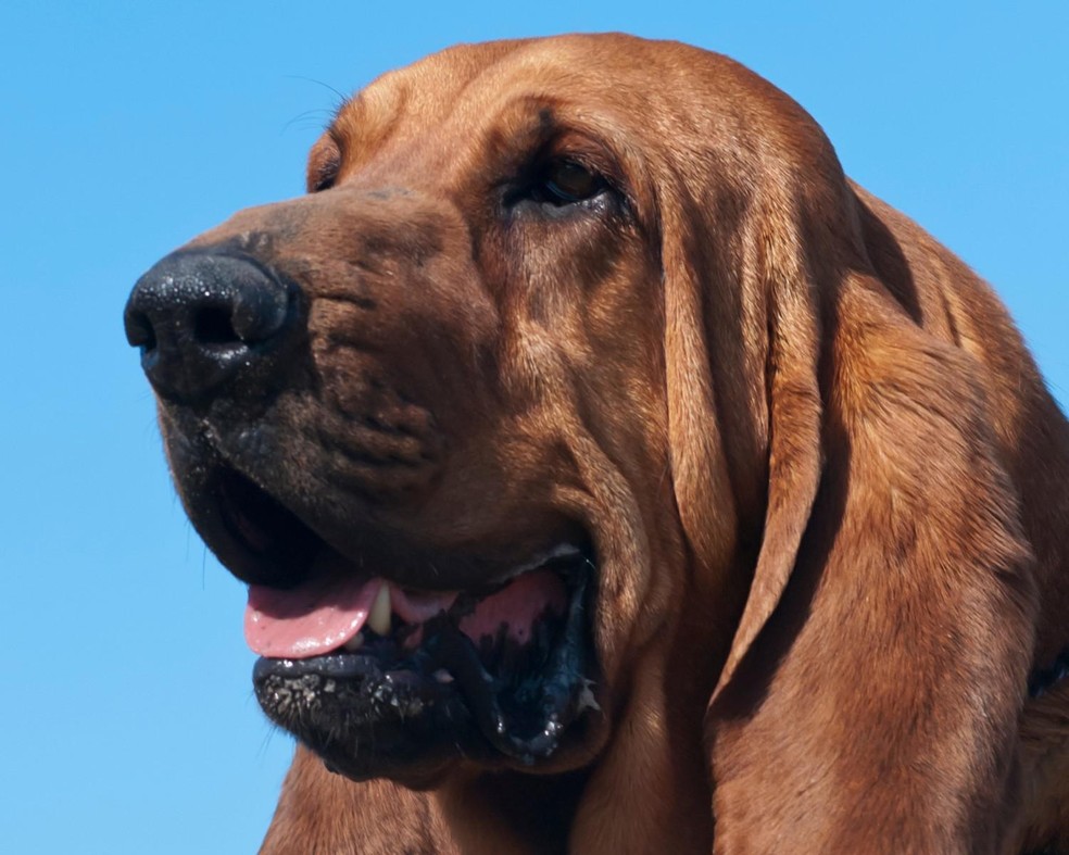 Querido entre as crianças, o bloodhound costuma ser ótimo companheiro das famílias — Foto: Canva/ CreativeCommons