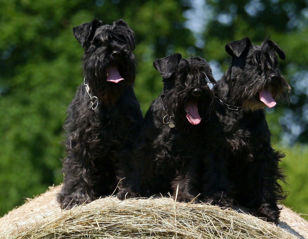 Os cães da raça schnauzer foram desenvolvidos para serem caçadores — Foto: Pixabay/ 3816258/ Creative Commons