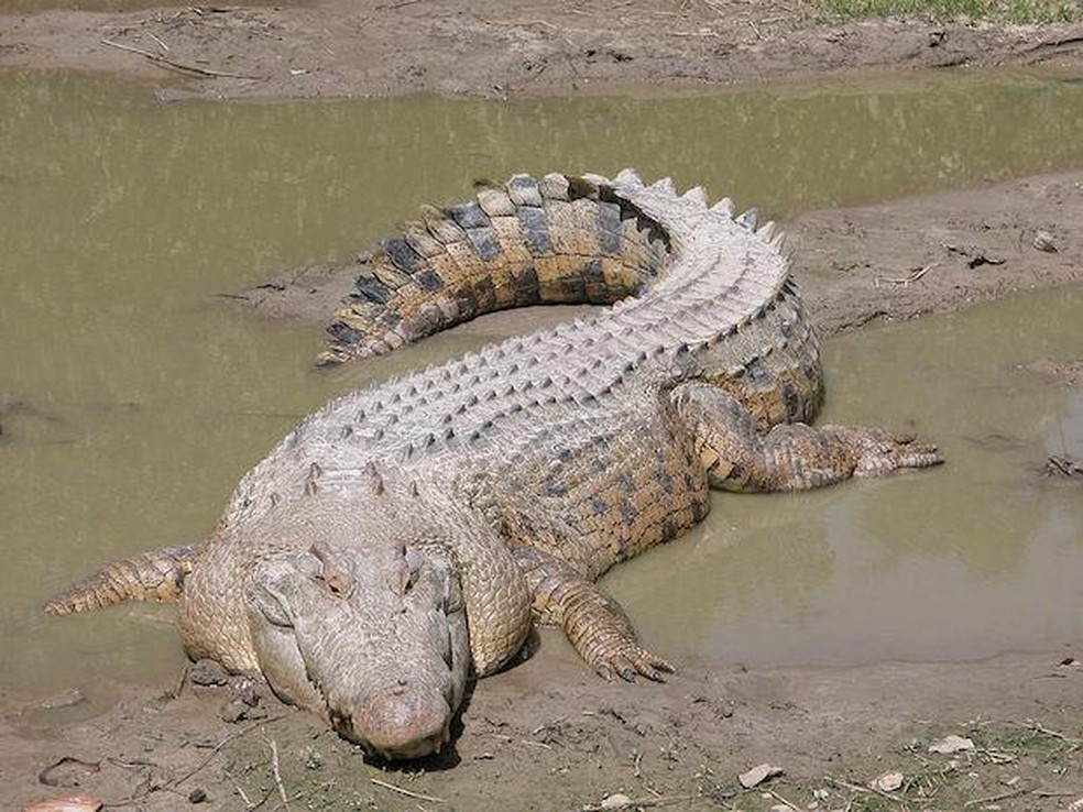 Crocodilo-de-água-salgada - Crocodylus porosus — Foto: ( Domínio Público/ WikimediaCommons)