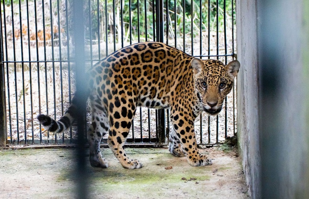 Xamã está recuperado e se prepara para o processo de reintrodução — Foto: Proteção Animal Mundial/ Divulgação