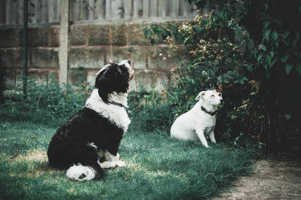 Os tutores de cães surdos e cegos devem promover diferentes estímulos ao longo do dia, para aflorar os outros sentidos do pet — Foto: Pexels/ Lisa/ CreativeCommons