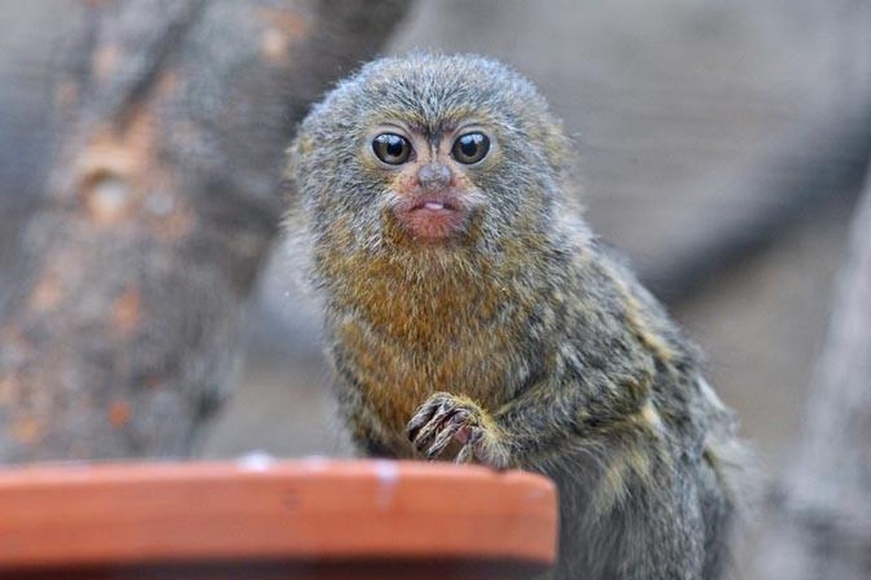 Sagui-pigmeu – Cebuella pygmaea  — Foto: Joachim Kloock/ Wikimedia Commons/ Creative Commons