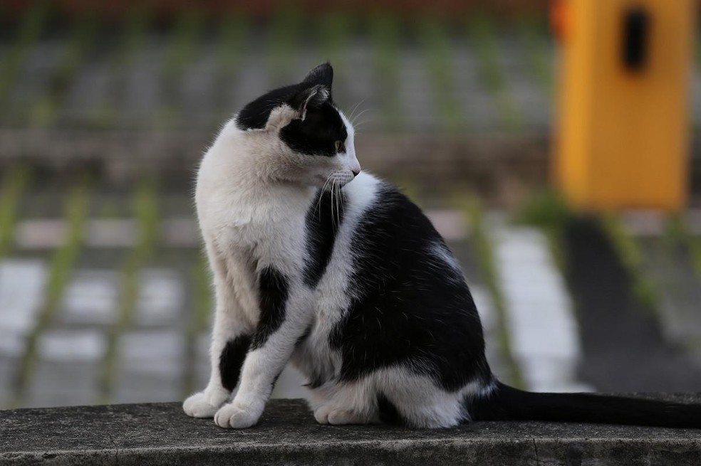 Tutores de gatos do Reino Unido estão sendo aconselhados a deixarem seus gatos em casa para proteger os morcegos — Foto: ( Flickr/ Yoshi Huang/ CreativeCommons)