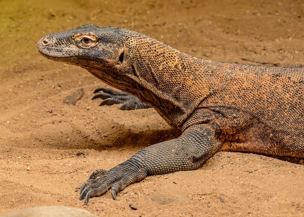 Quando um dragão macho localiza uma fêmea, ele coça as costas dela e lambe seu corpo — Foto: Petr Ganaj/ Pexels/ Creative Commons