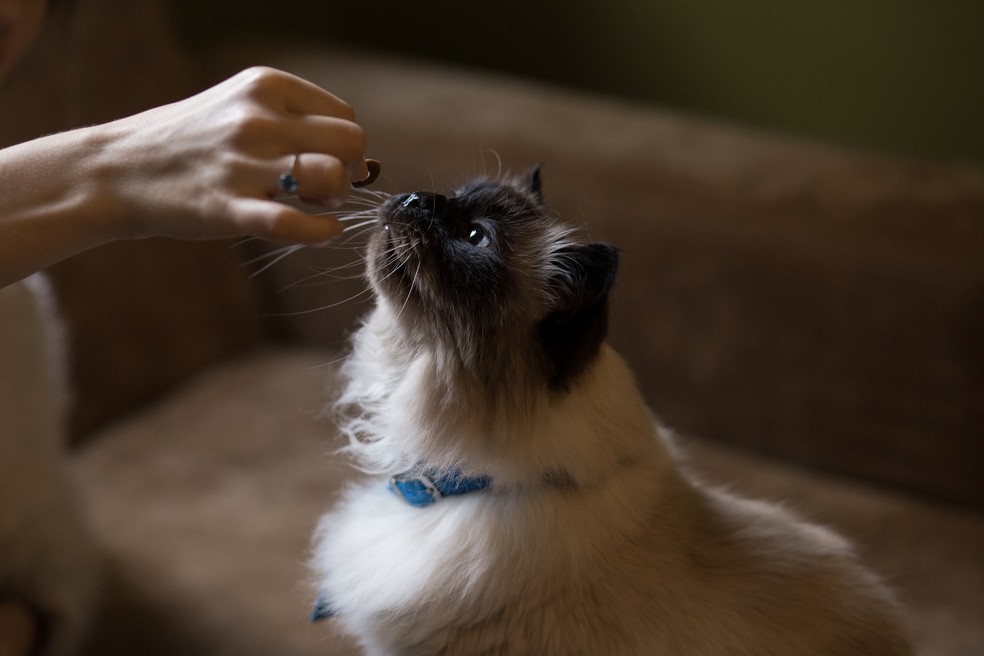 Quando um animal faz uso de ração especial, o tutor deve evitar dar petiscos — Foto: Pixabay / StockSnap / CreativeCommons