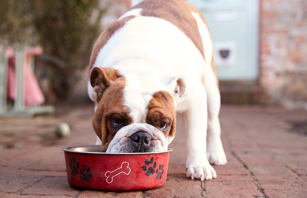 Antes de ofertar qualquer alimento ao cão, o tutor deve consultar um médico-veterinário especialista em nutrição — Foto: Canva/ Creative Commons