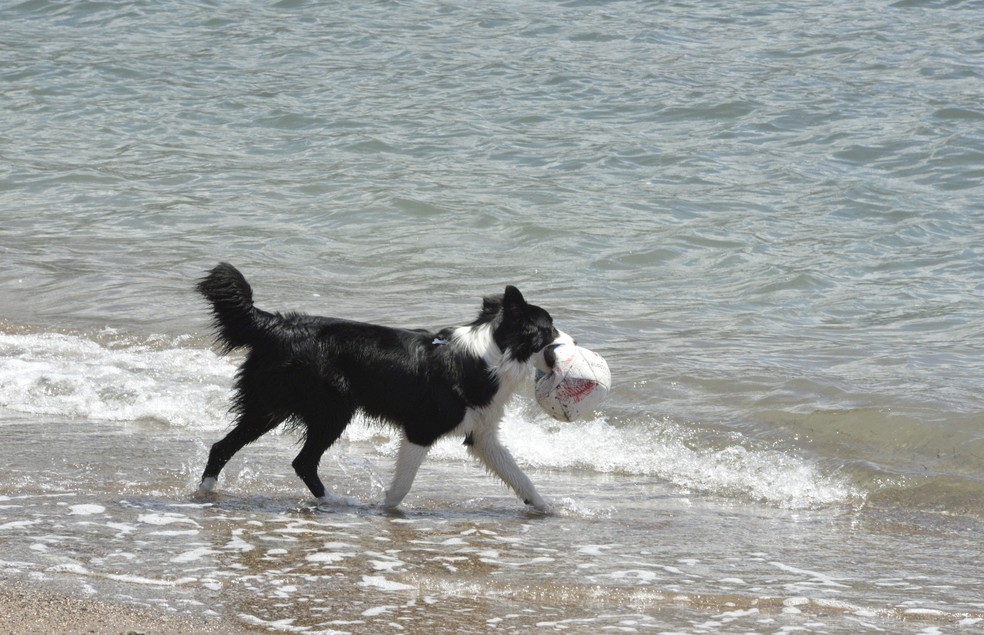 O tutor deve ficar atento com seu cão na praia, para evitar afogamentos e outros possíveis acidentes — Foto: Canva/ Creative Commoms