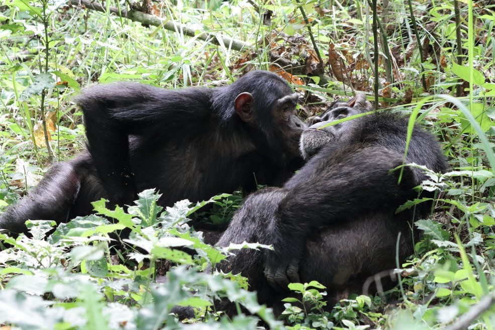 Chimpanzés costumam se beijar como forma de reconciliação e o comportamento é mais comum entre machos, o que sugere que não é algo motivado pelo romance — Foto: Flickr/ Nigel Hoult/ Creative Commons
