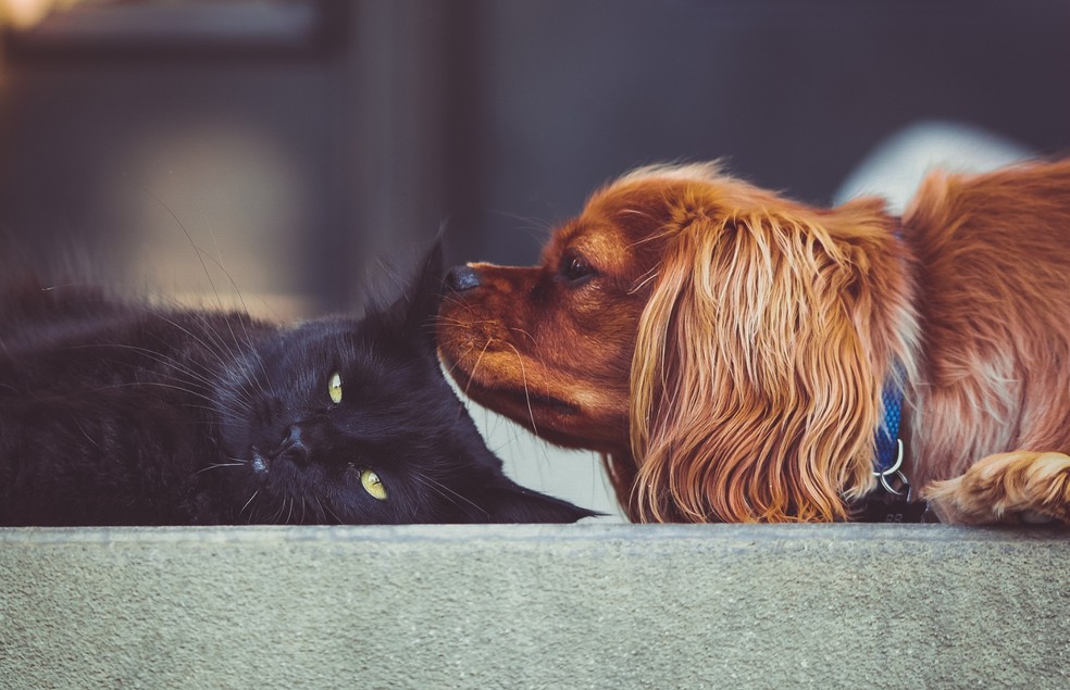 Por não terem uma variabilidade de tamanho tão evidente como os cães, não há raças de gatos que são mais predispostas à artrose — Foto: Canva/ Creative Commons