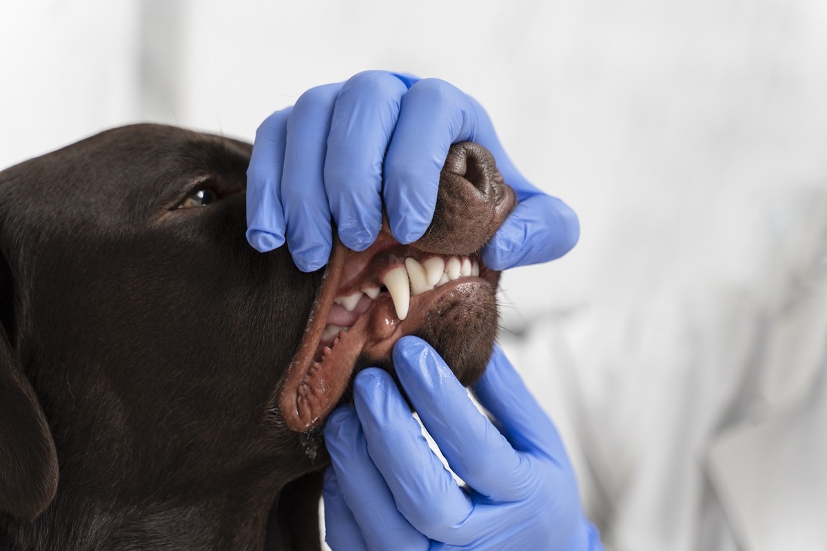 Limpeza de tártaro em cães: como é o procedimento e quando fazê-lo ...